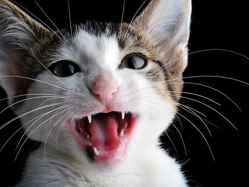 cat meowing