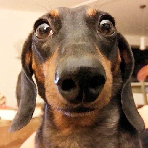 trembling dog